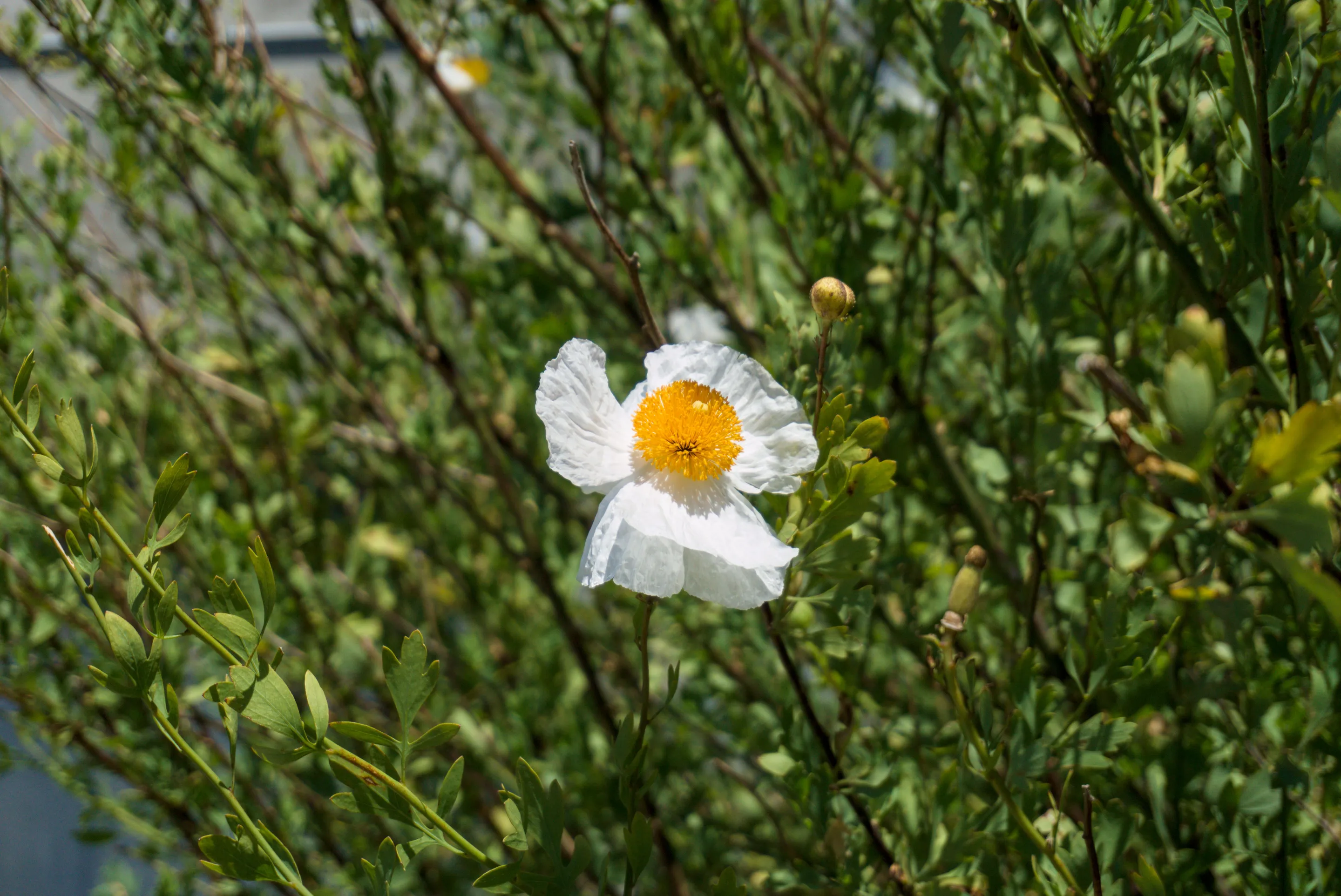 Dsc5950